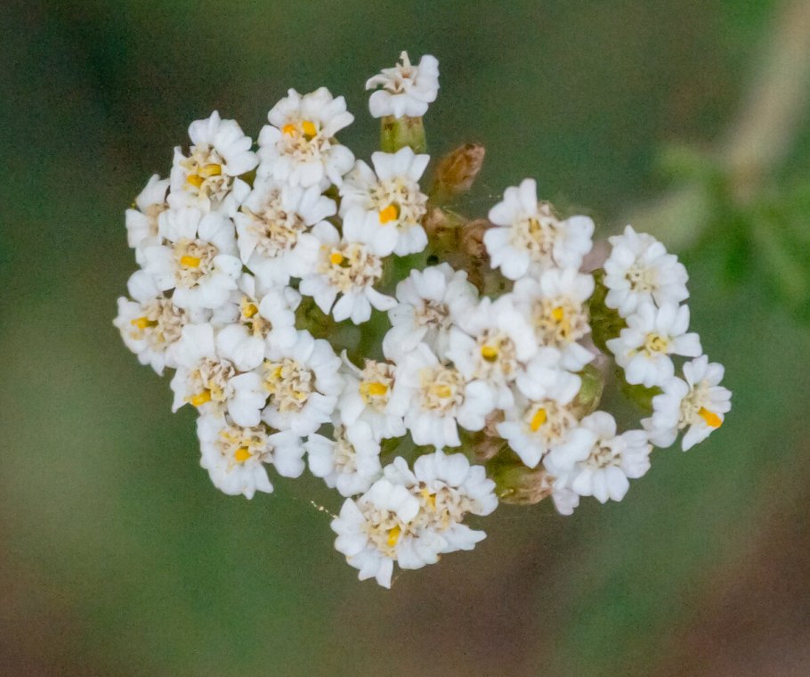 Achillea 'Taygetea'
