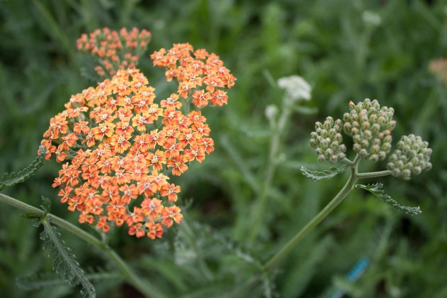 Achillea millefolium vector