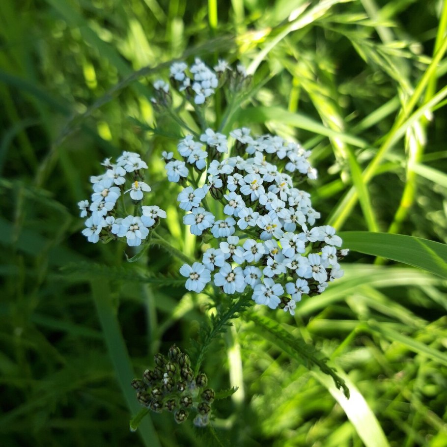 Ахиллея (тысячелистник) millefolium