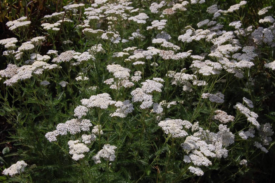 Achillea millefolium 'Cameo'.