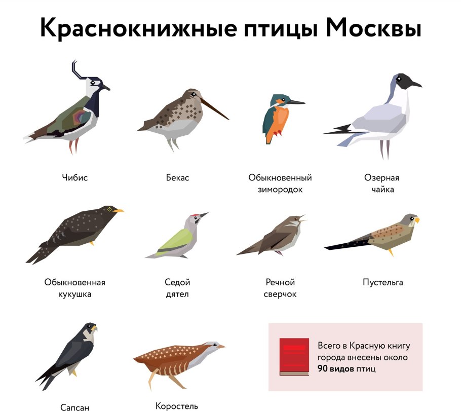 Растение Венерин башмачок