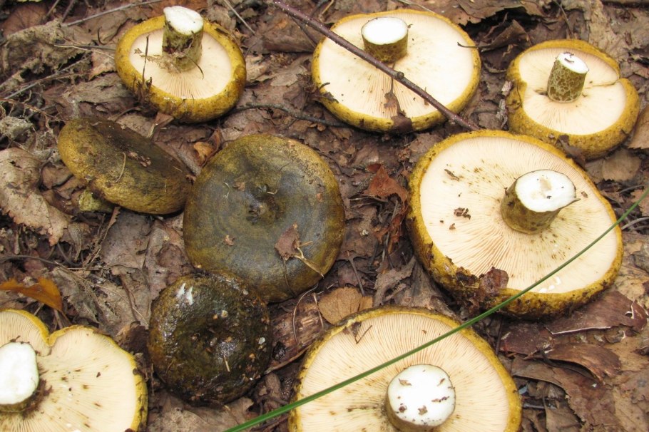 Скрипица Lactarius vellereus.
