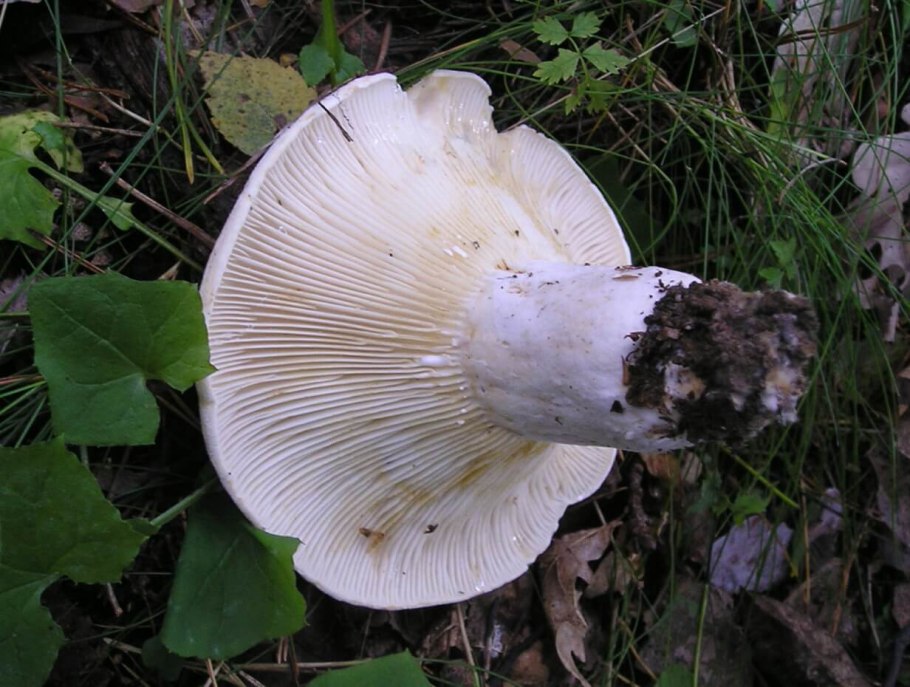 Lactarius bertillonii