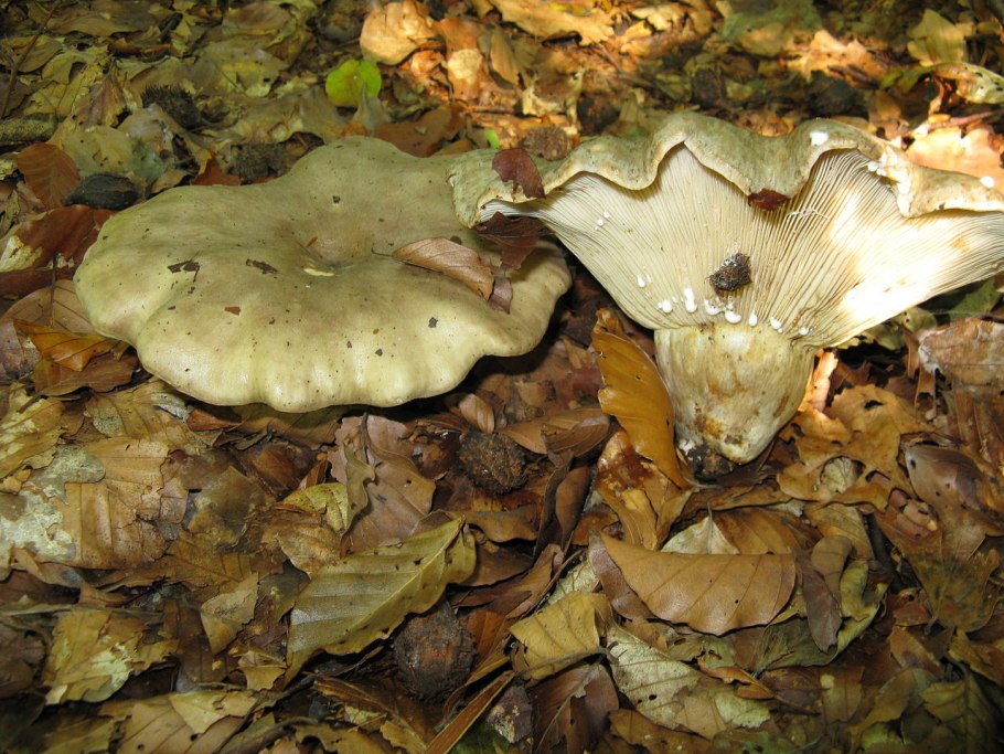 Скрипица млечник