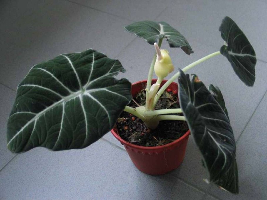 Alocasia ’Maharani’ описание