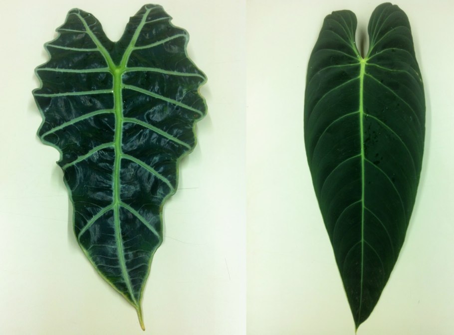 Алоказия Найроби Найт