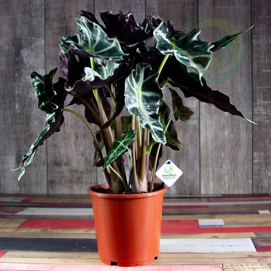 Алоказия корни в воде