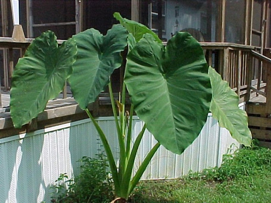 Alocasia macrorrhiza 'lutea'