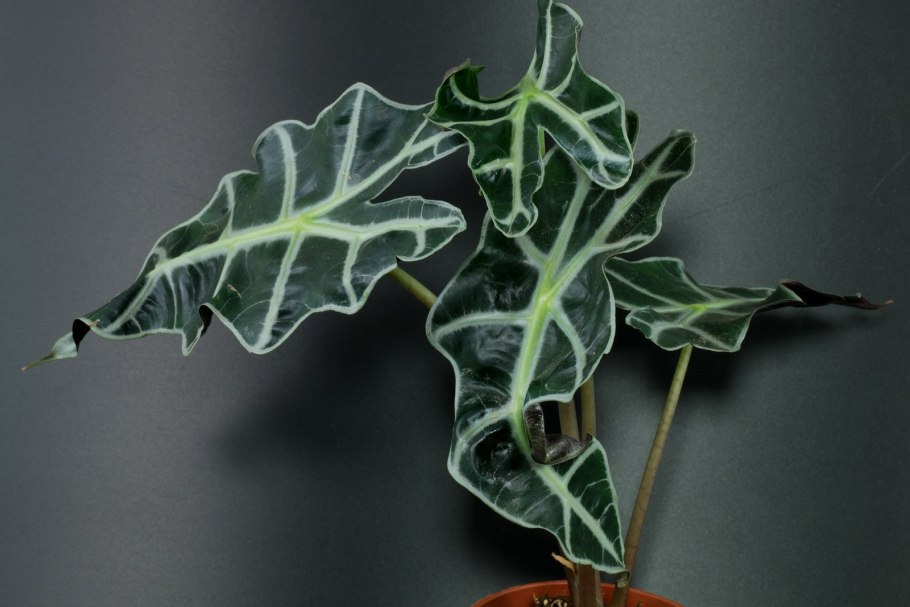 Алоказия танцор