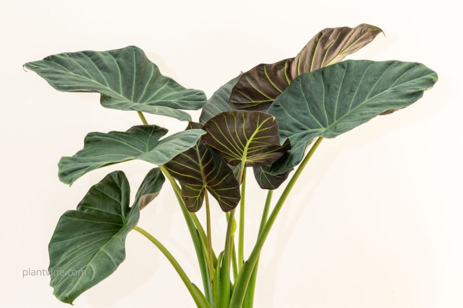 Алоказия Жаклин цветок