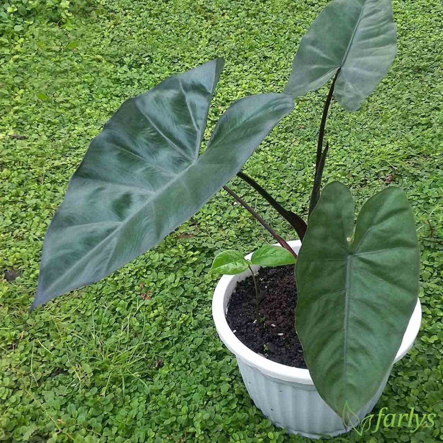 Алоказия пахучая