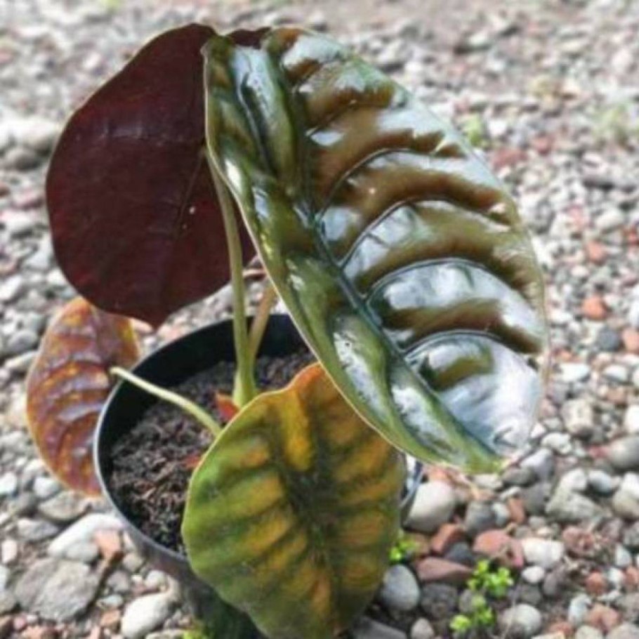 Colocasia esculenta l. Schott