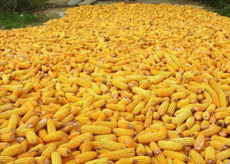Maize игра
