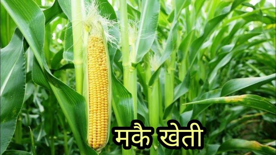 Кукурузный силос початок