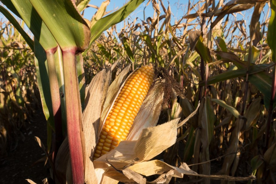 Строение листа кукурузы (Zea Mays)