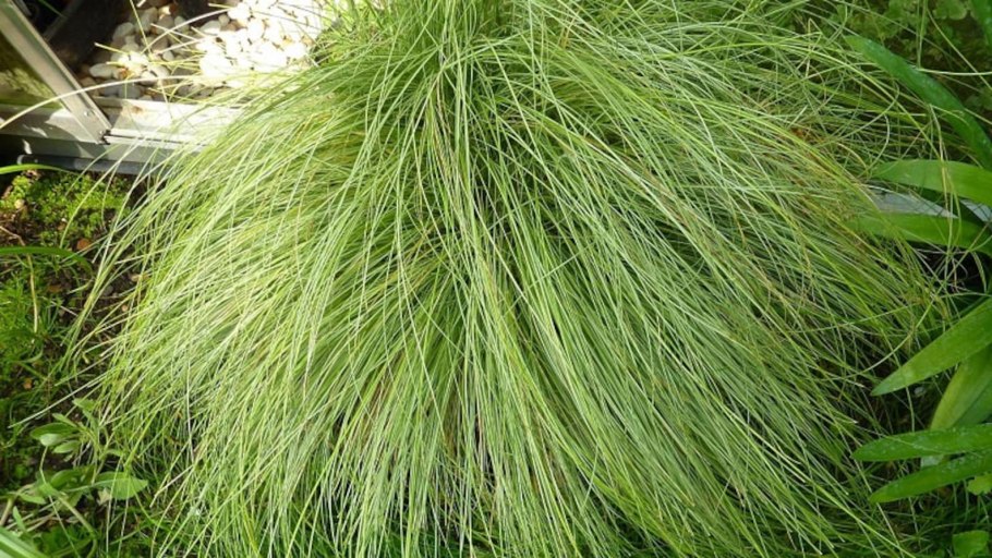 Осока Carex Albula 'Frosted Curls'