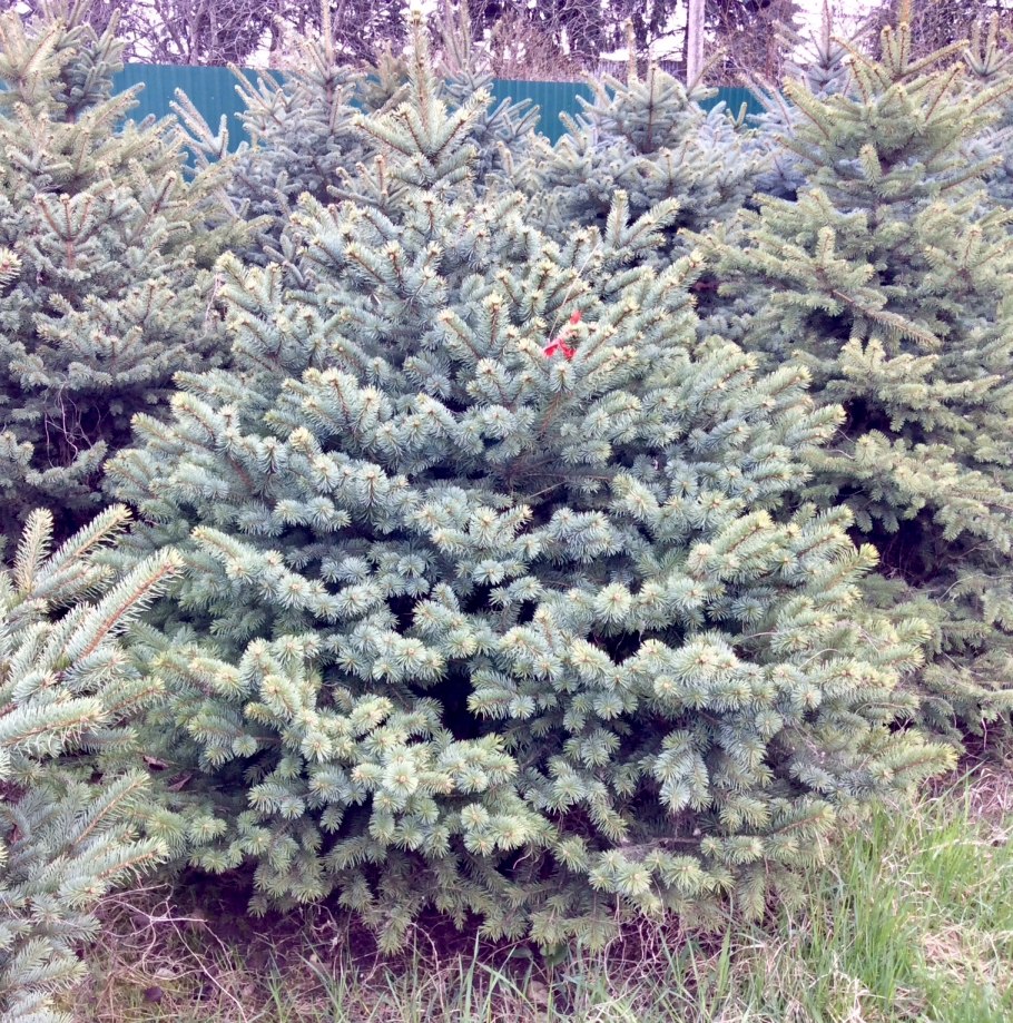 Ель колючая Блю диамонд
