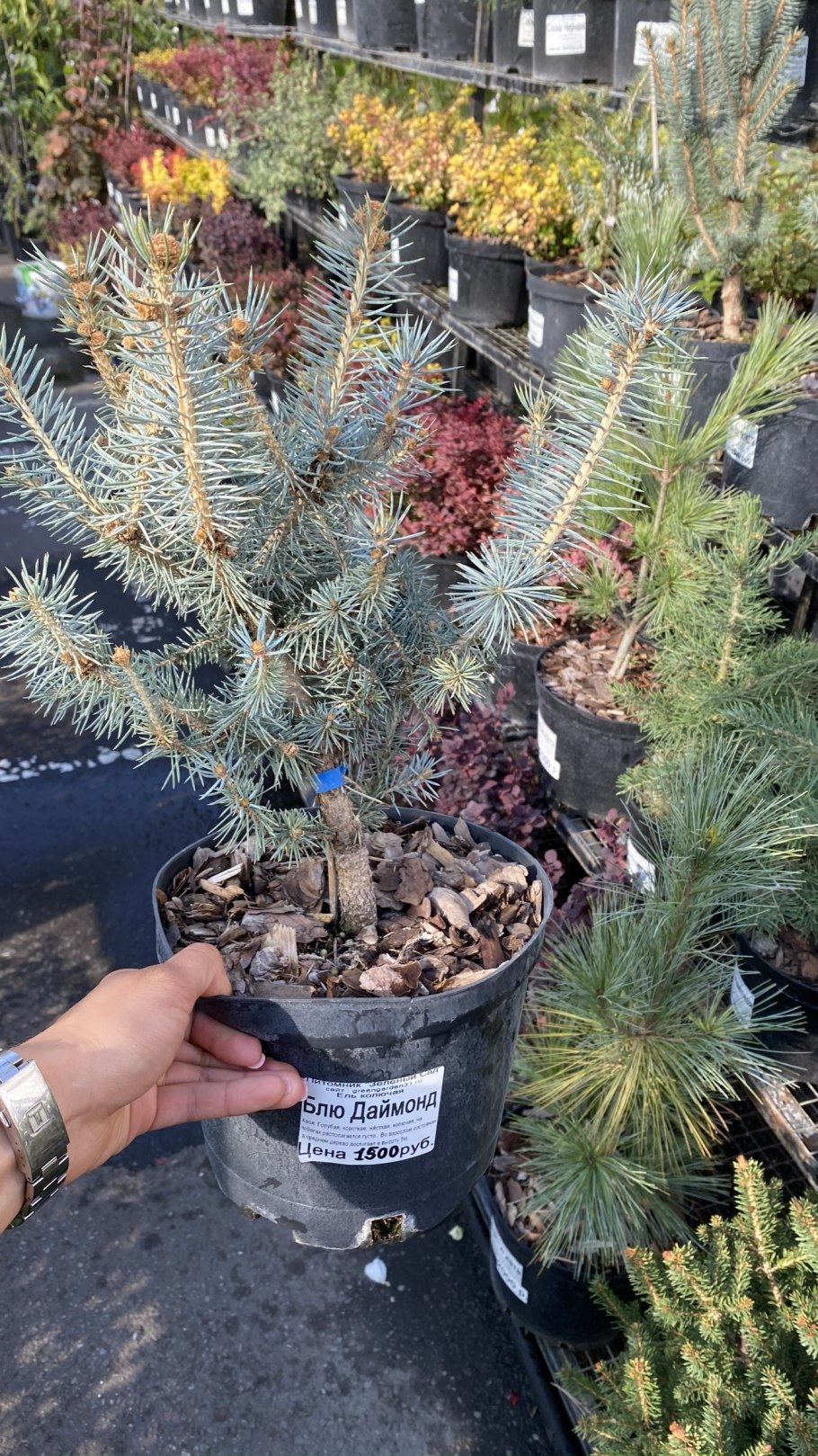 Голубая ель Picea pungens супер Блю