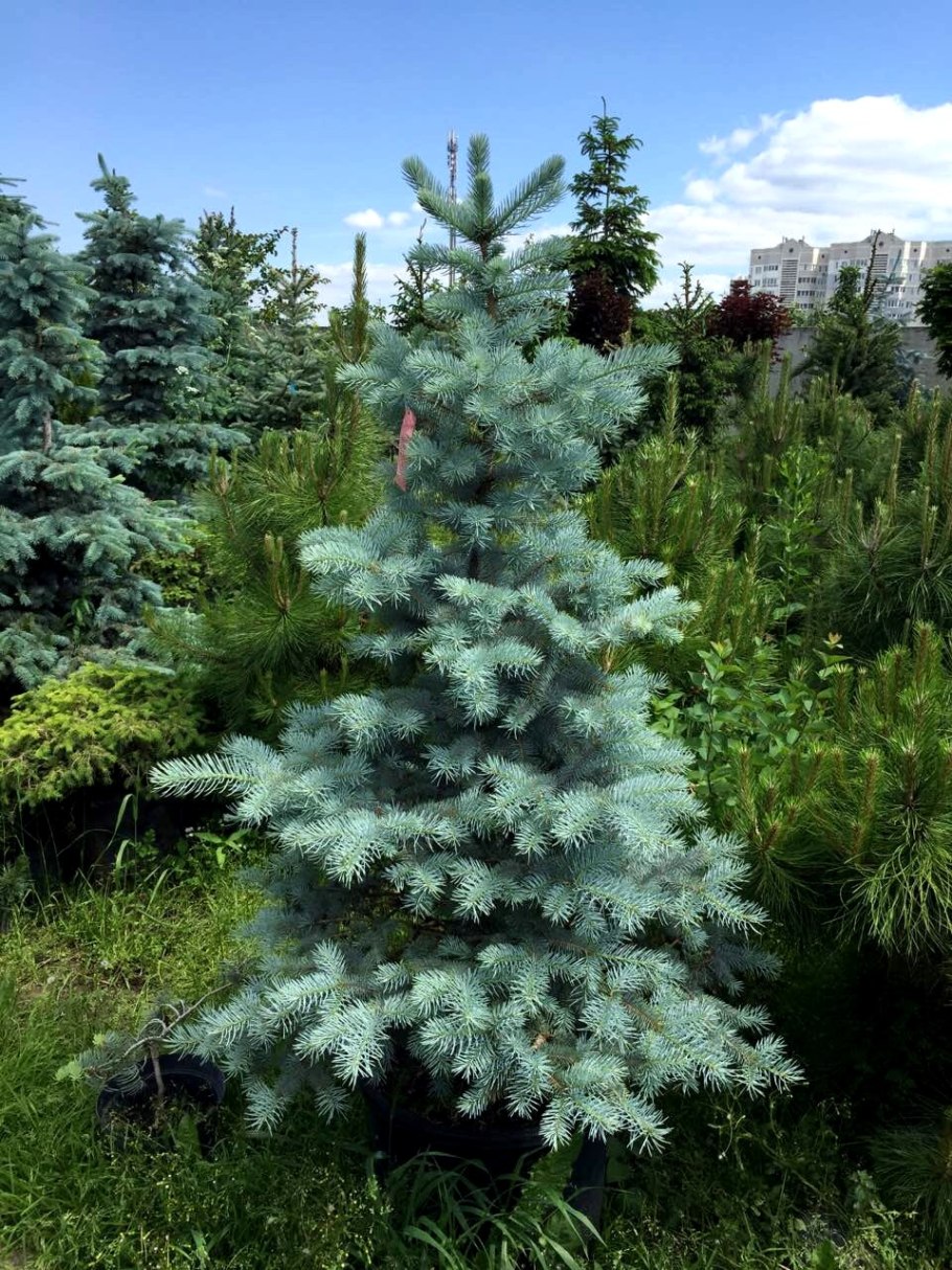 Ель колючая Беби Блю