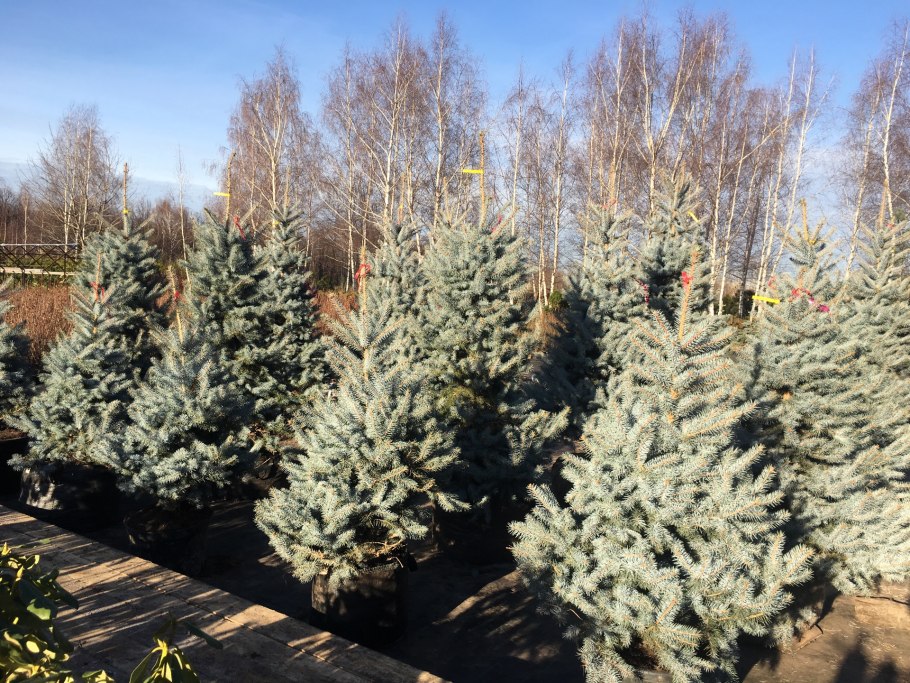 Ель колючая Роял Блу (р9) 812792
