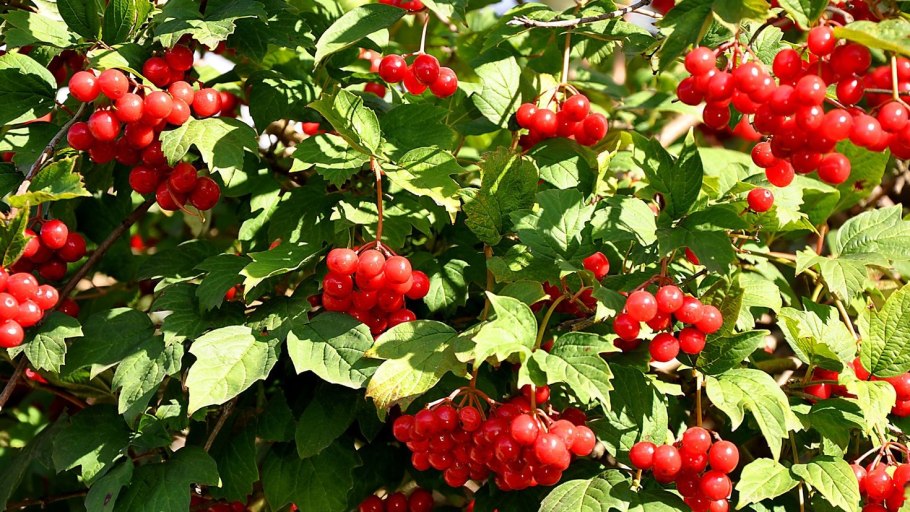 Растительный мир для дошкольников