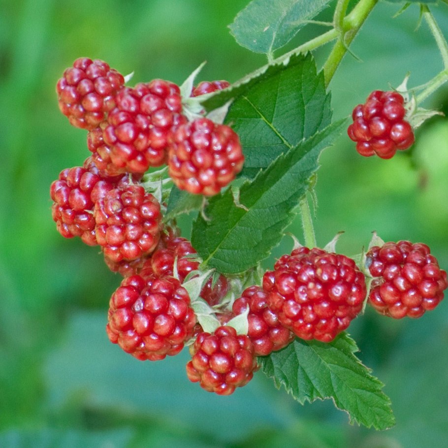 Малина обыкновенная Лесная