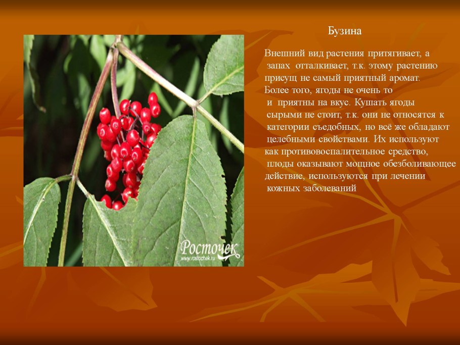 Кустарники леса презентация