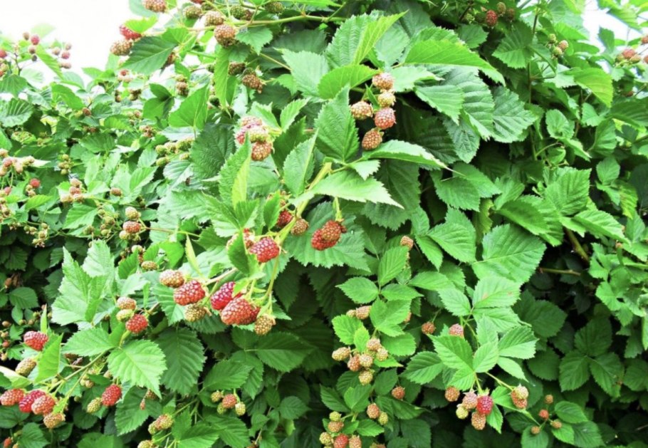 Колючий кустарник с красными ягодами