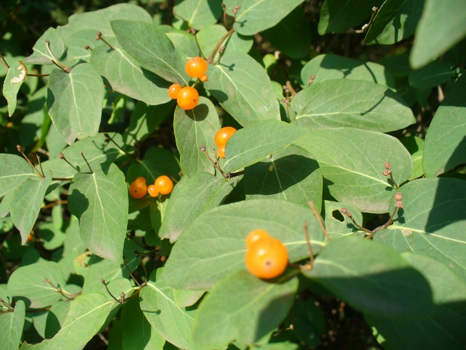 Crataegus monogyna изгородь