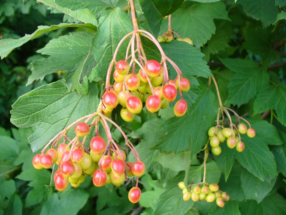 Крупная смородина на кусте