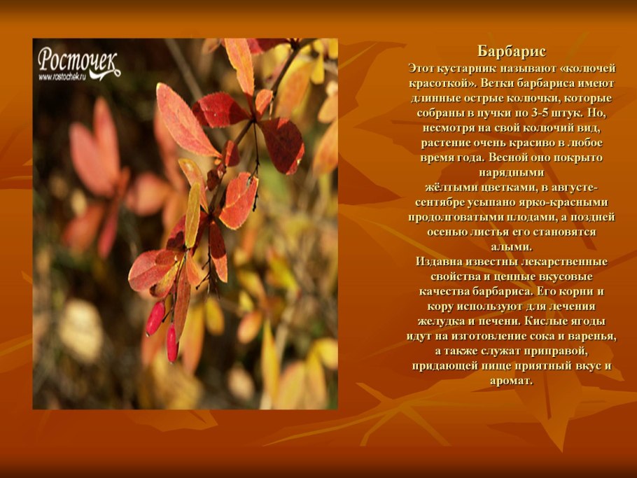 Кустарники леса презентация