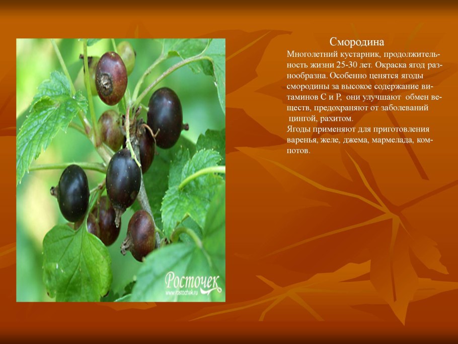 Кустарники доклад