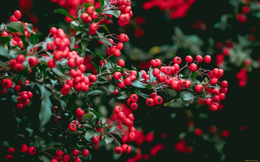 Барбарис обыкновенный Berberis vulgaris