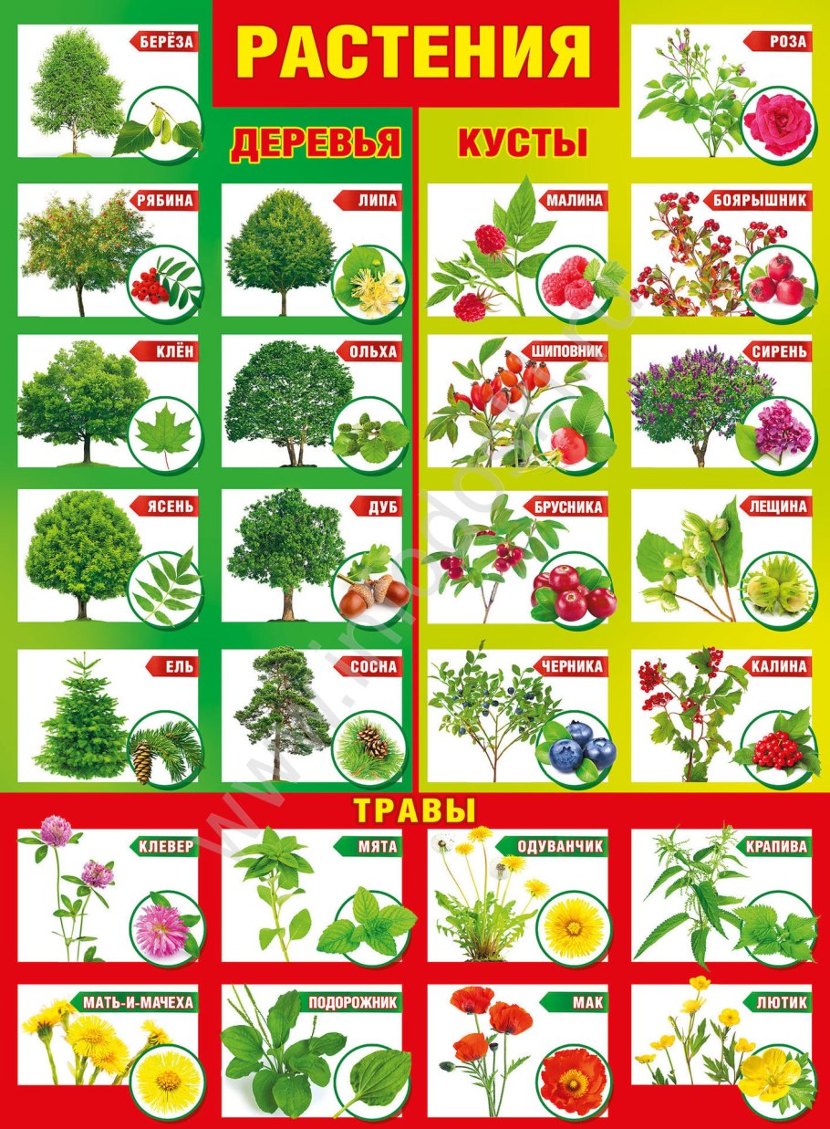 Куст шиповника с ягодами