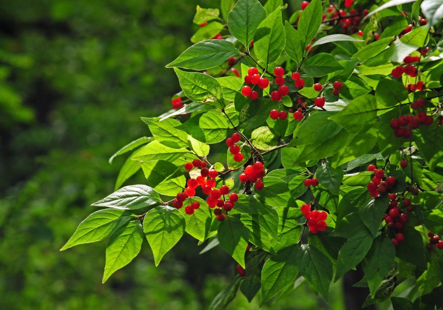 Калина Райта