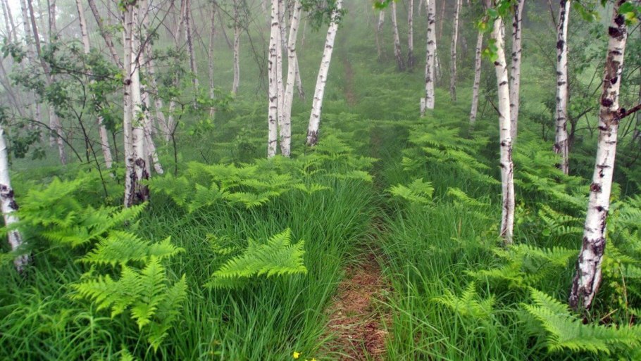 Белоствольная береза