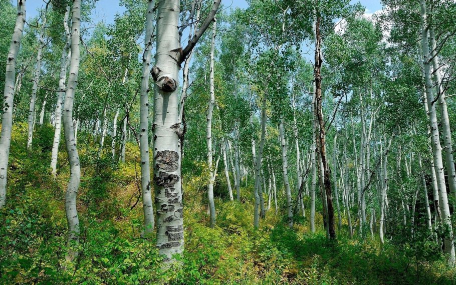 Кустарнички названия