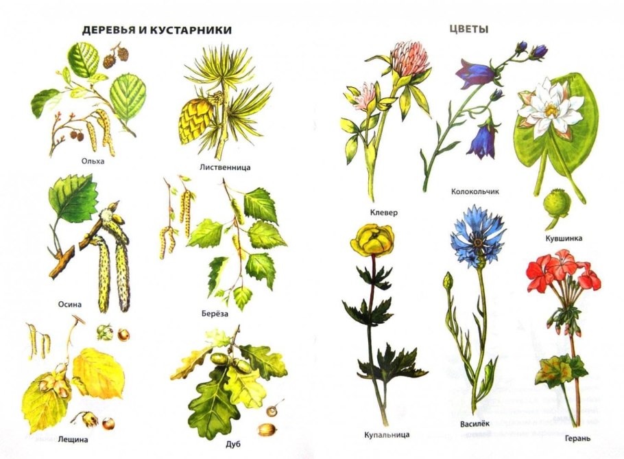 Есенинская береза