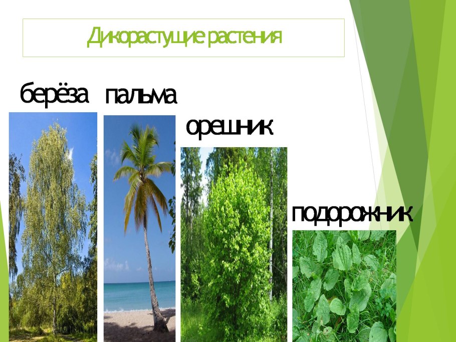 Растения зеленая одежда земли
