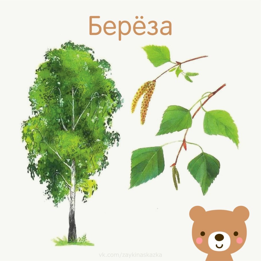 Фон природа березы