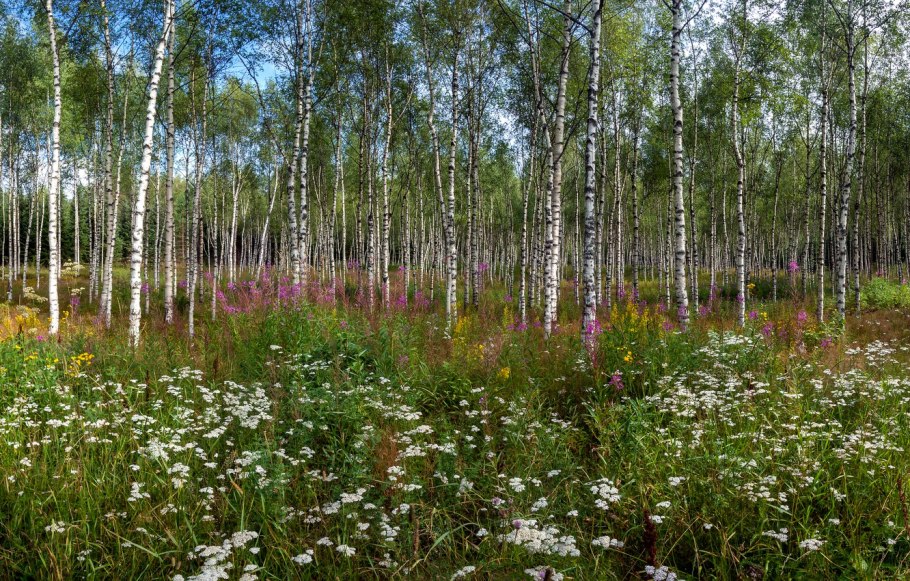 Тополь осиновидный Populus tremuloides