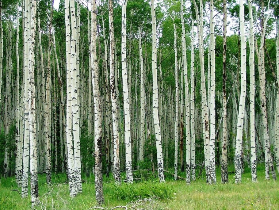 Береза в Финляндии