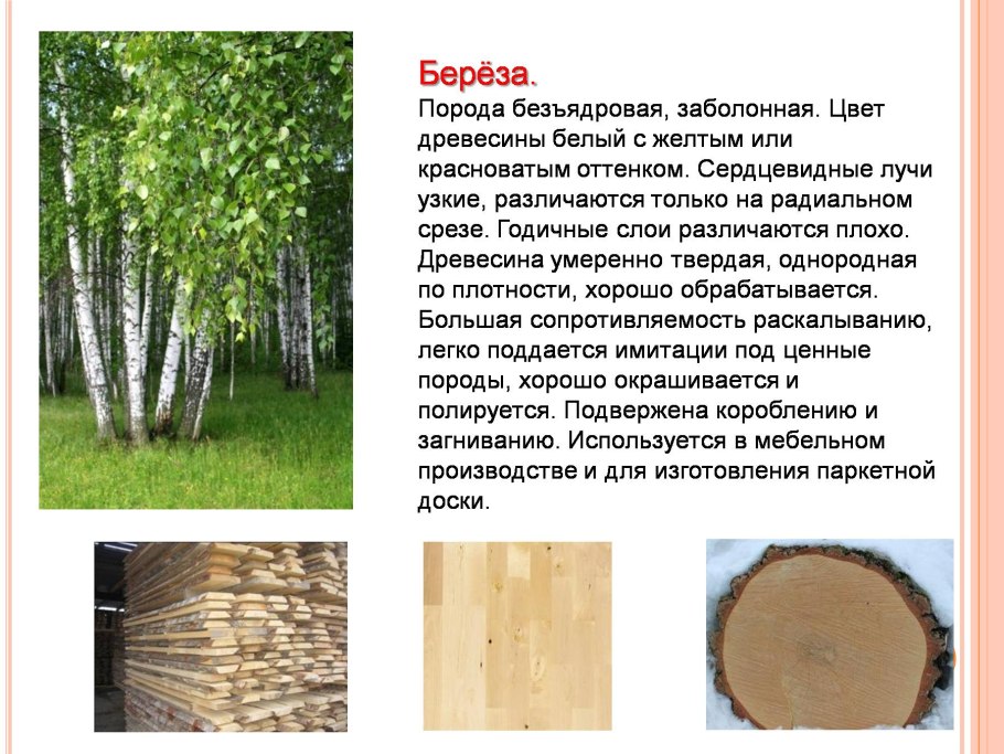 Betula pubescens Ботаническая иллюстрация