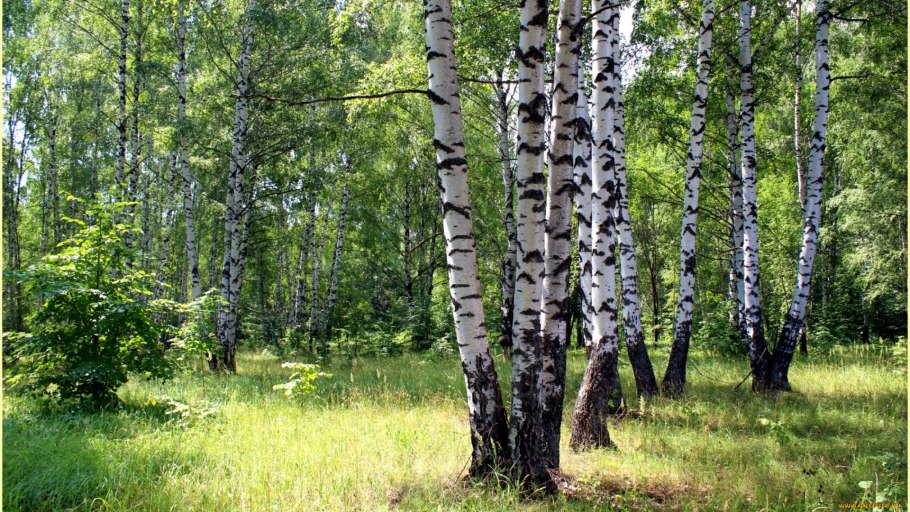 Березовая роща Абрамовская