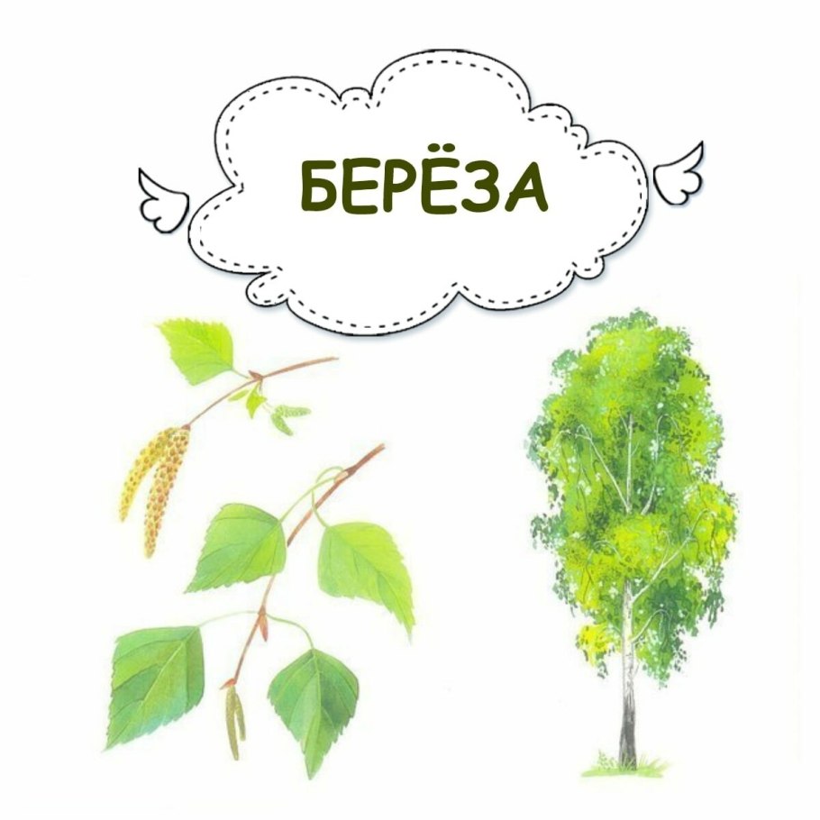 Ольха, осина, ветла