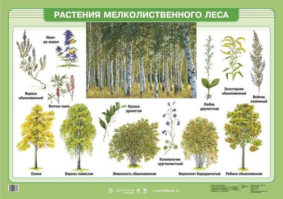 Васильковая Березовая роща