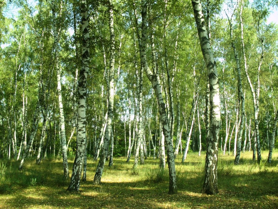 Поля Кубани березы тополя