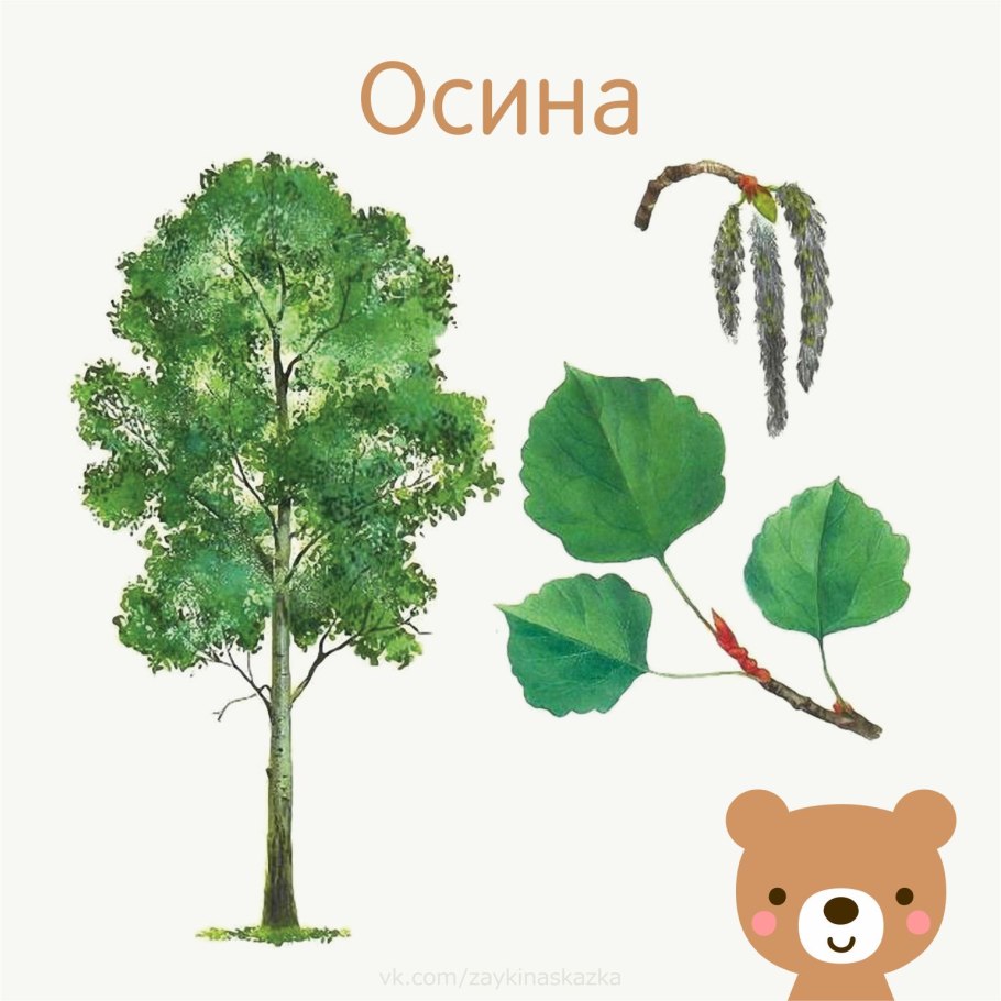 Березово-Хвойная Тайга