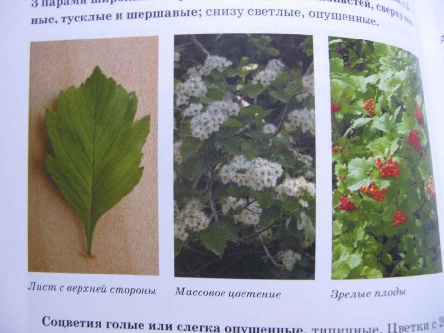 Ландыш Майский Поляна