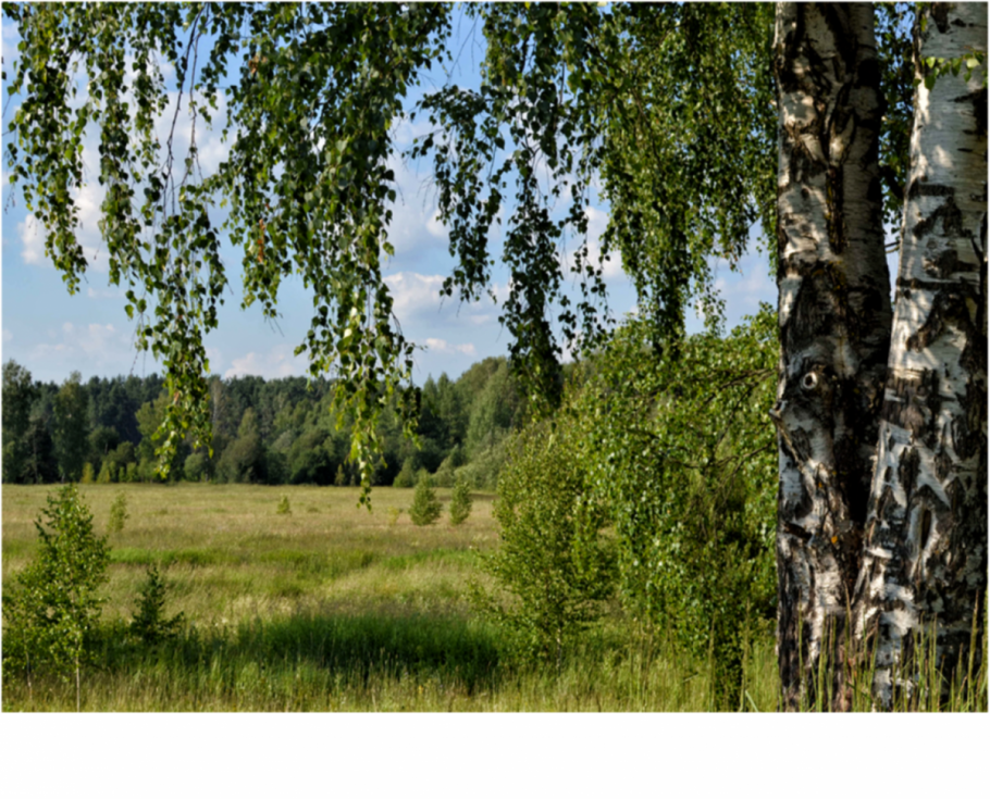 Береза бородавчатая